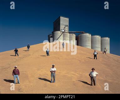 Agricoltori che si trovano in un raccolto di frumento vicino a silos di stoccaggio; Oregon, Stati Uniti d'America Foto Stock