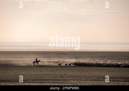 Pastore mongolo nomade con capre e pecore sulle pianure del deserto del Gobi; deserto del Gobi, Mongolia Foto Stock