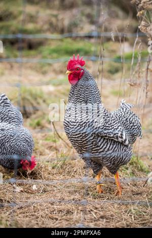 Gallo di pollo nana Amrock Foto Stock