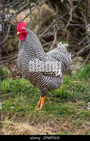 Gallo di pollo nana Amrock Foto Stock