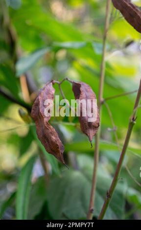 pod seme dell'albero cacia Foto Stock