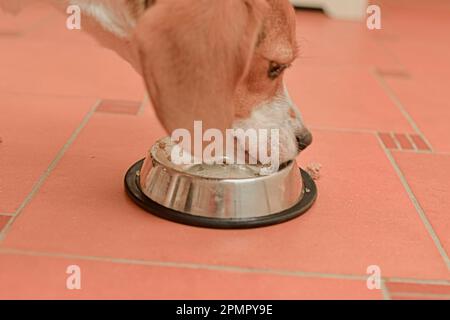 Il cane botta il cibo dalla sua ciotola. Il cane Beagle mangia avidamente dalla sua ciotola. Il concetto di cura della razza del cane. Cibo per cani di qualità. Foto Stock