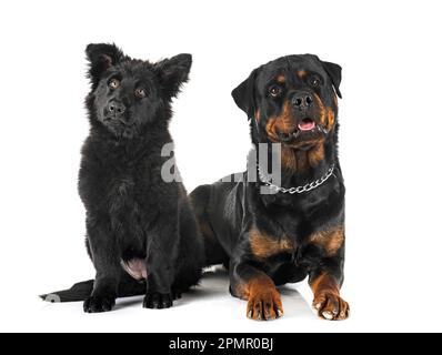 giovane pastore tedesco e rottweiler di fronte a sfondo bianco Foto Stock