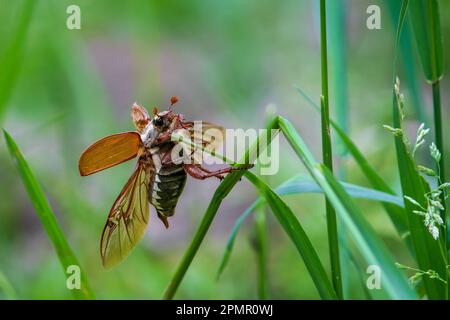 Melolontha è un genere di scarabei della famiglia Scarabaeidae. Gli scarafaggi europei appartengono a questo genere Foto Stock