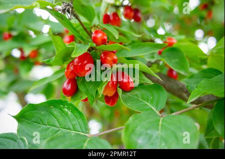 Bacche rosse di corinello o dogwood su un ramo. Foto Stock