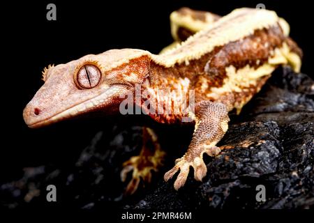 Geco crestato (Correlophus ciliatus) Foto Stock