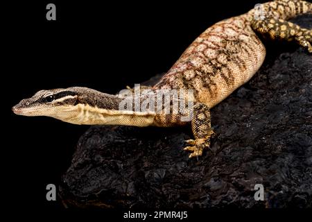 Monitor da roccia Kimberley (Varanus glauerti) Foto Stock