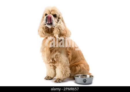 American Cocker Spaniel con una ciotola di alimentazione isolata su uno sfondo bianco. Il cane lecca se stesso mentre aspetta il cibo. Foto Stock