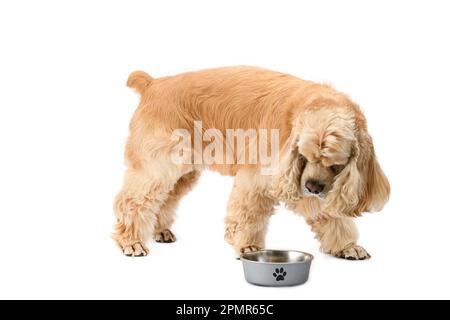 American Cocker Spaniel con una ciotola di alimentazione isolata su uno sfondo bianco. Il cane guarda nella sua ciotola. Foto Stock