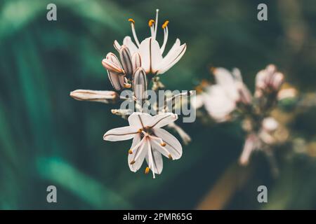 Asphodelus ramosus piccoli fiori bianchi in piena fioritura in un giardino botanico di primavera. Piante eleganti fioriscono su sfondo verde. Comune Foto Stock