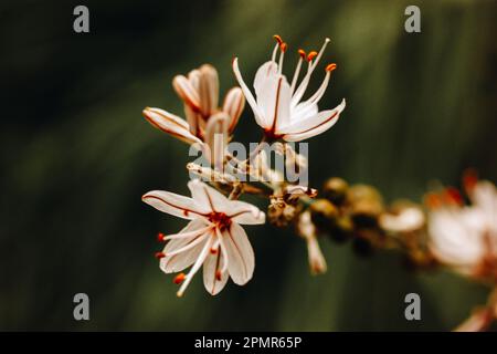 Asphodelus ramosus piccoli fiori bianchi in piena fioritura in un giardino botanico di primavera. Fioriscono eleganti piante primaverili. Flo di asfodel comune Foto Stock