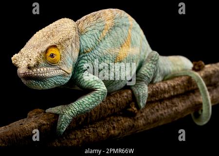 Parsons camaleonte (Calumma parsonii) maschio Foto Stock