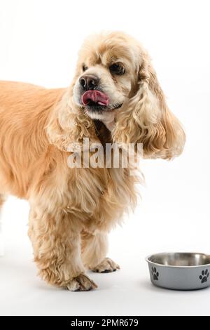 American Cocker Spaniel mangiare cibo secco da una ciotola di metallo isolato su sfondo bianco. Foto Stock