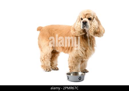 American Cocker Spaniel con una ciotola di alimentazione isolata su uno sfondo bianco. Il cane è in attesa di cibo. Foto Stock