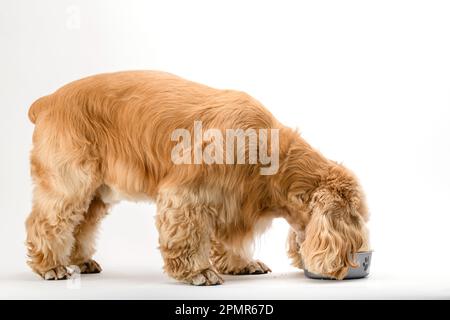 American Cocker Spaniel mangiare cibo secco da una ciotola di metallo isolato su sfondo bianco. Vista laterale. Foto Stock