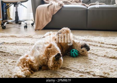 American Cocker Spaniel rotolando sulla sua schiena sdraiato sul pavimento in soggiorno. Foto Stock