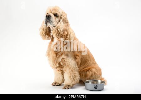 American Cocker Spaniel con una ciotola di alimentazione isolata su uno sfondo bianco. Il cane è in attesa di cibo. Foto Stock