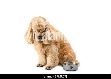 American Cocker Spaniel con una ciotola di alimentazione isolata su uno sfondo bianco. Il cane guarda nella sua ciotola. Foto Stock