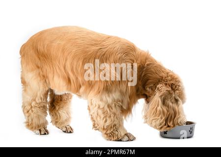 American Cocker Spaniel mangiare cibo secco da una ciotola di metallo isolato su sfondo bianco. Vista laterale. Foto Stock