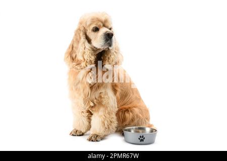 American Cocker Spaniel con una ciotola di alimentazione isolata su uno sfondo bianco. Il cane è in attesa di cibo. Foto Stock