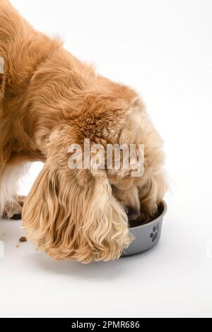 American Cocker Spaniel mangiare cibo secco da una ciotola di metallo isolato su sfondo bianco. Primo piano. Foto Stock