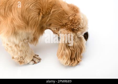 American Cocker Spaniel mangiare cibo secco da una ciotola di metallo isolato su sfondo bianco. Vista dall'alto. Foto Stock