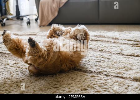 American Cocker Spaniel rotolando sulla sua schiena sdraiato sul pavimento in soggiorno. Foto Stock