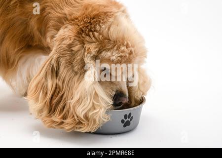 American Cocker Spaniel mangiare cibo secco da una ciotola di metallo isolato su sfondo bianco. Primo piano. Foto Stock