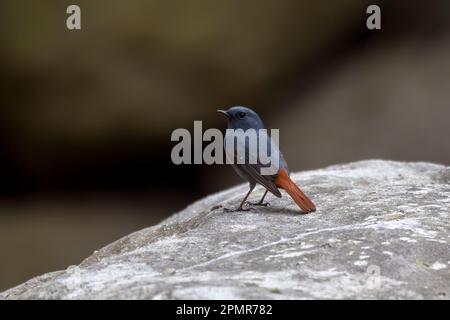 Il rosso dell'acqua di Plumbeo (Fenicurus fuliginosus) osservato in Rongtong nel Bengala Occidentale, India Foto Stock