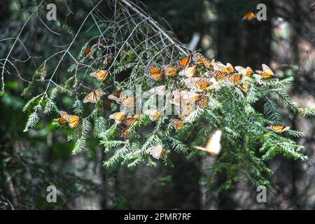 Farfalla monarca Foto Stock