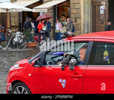 Un uomo anziano che alimenta i piccioni dal finestrino della sua auto in una giornata piovosa. Firenze, Italia Foto Stock