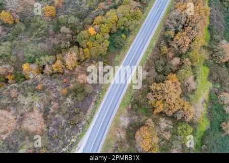 Una strada panoramica rurale si snoda attraverso una vibrante foresta autunnale, con una serie di alberi dalle tonalità dorate che costeggiano il sentiero Foto Stock