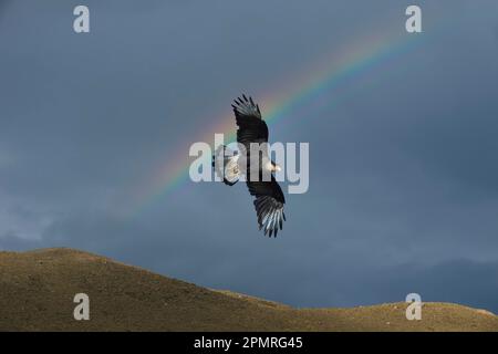 Caracara meridionale crestata (Caracara plancus) in volo di fronte ad un arcobaleno, Parco Nazionale Torres del Paine, Patagonia cilena, Cile Foto Stock