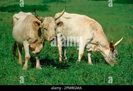 Bovini domestici, bovini di Chillingham, toro e mucca, pascolo, Parco di Chillingham, Northumberland, Inghilterra, Gran Bretagna Foto Stock