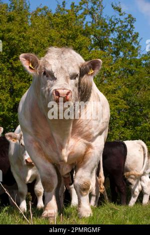 Bovini domestici, Charolais, toro, ruggito, in piedi accanto alla mandria nel pascolo, Inghilterra, Regno Unito Foto Stock
