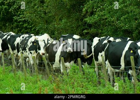 Bovini domestici, Holstein Friesian, mucche che entrano per mungitura, camminando lungo la recinzione, Inghilterra, Gran Bretagna Foto Stock