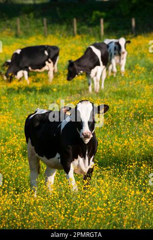 Bovini domestici, giovenche frisone di Holstein, mandria su vecchi pascoli tradizionali con coppe in fiore, Cumbria, Inghilterra, inizio estate Foto Stock