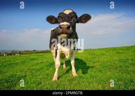 Bovini domestici, Holstein Friesian, mucca, pascolo, St Pecora, St. Austell, Cornovaglia, Inghilterra, Gran Bretagna Foto Stock