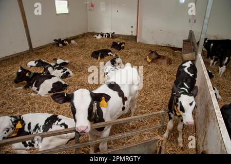 Bovini domestici, vitelli Holstein, gruppo su biancheria da letto di paglia nel cortile, Inghilterra, Gran Bretagna Foto Stock