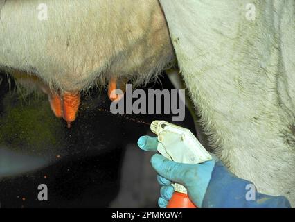 Bovini domestici, Holstein Friesian, mucca in sala di mungitura, latticini spruzzando iodio sui capezzoli dopo la mungitura, Inghilterra, Gran Bretagna Foto Stock