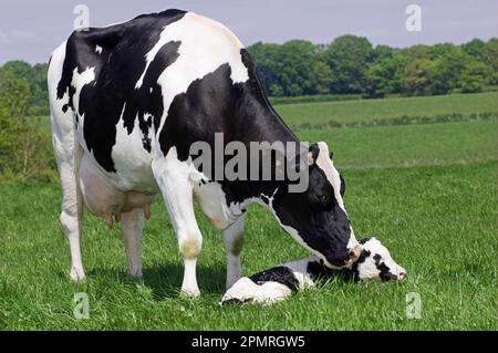 Bovini domestici, Holstein Friesian, vacca con vitello neonato, giacente in campo, Carlisle, Cumbria, Inghilterra, Gran Bretagna Foto Stock