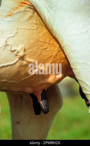 Bovini domestici, vacche da latte Holstein, primo piano di mammelle, vene e capezzoli, Warwickshire, Inghilterra, Regno Unito Foto Stock