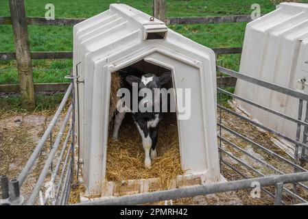 Bovini domestici, vitello da latte Holstein, in piedi in vitello hutch, Cheshire, Inghilterra, Regno Unito Foto Stock