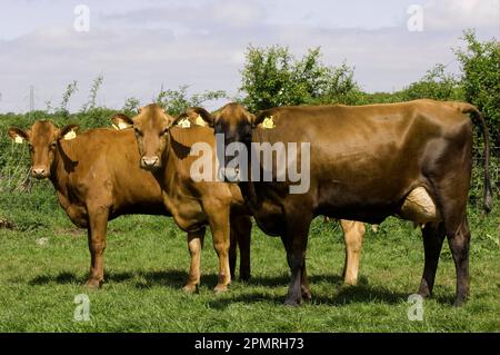 Bovini domestici, vacche da latte rosse danesi, in piedi sul pascolo, Cumbria, Inghilterra, Gran Bretagna Foto Stock