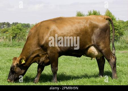 Bovini domestici, vacche da latte rosse danesi, pascolo su pascolo, Cumbria, Inghilterra, Gran Bretagna Foto Stock