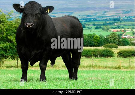 Bovini domestici, toro Aberdeen-Angus, in piedi su pascoli, Inghilterra, Gran Bretagna Foto Stock