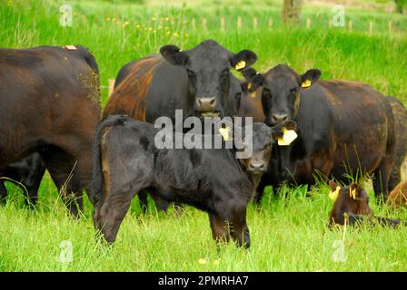 Bovini domestici, Aberdeen Angus, mandria, vitello da toro e mucche al pascolo, Inghilterra, estate Foto Stock