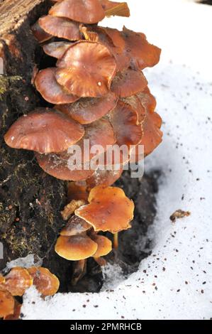 In natura nella foresta coltivando funghi invernali Flammulina vellutipes Foto Stock