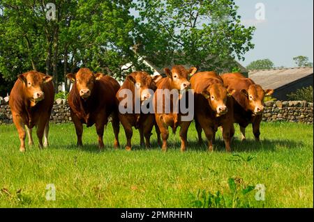 Bovini domestici, giovani tori riproduttori della razza Limousin, gruppo in piedi nel campo, Inghilterra, estate Foto Stock