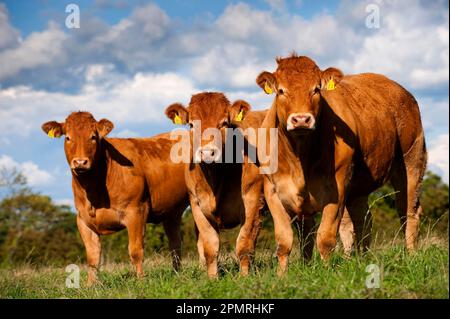 Bovini domestici, giovenche Limousin, tre in piedi in pascolo, Cumbria, Inghilterra, Regno Unito Foto Stock